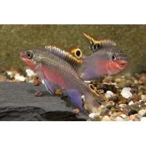 Pelvicachromis Pulcher super red 4-5cm